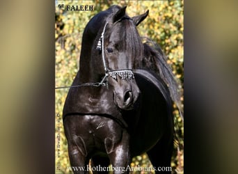Ägyptischer Araber, Hengst, 9 Jahre, 156 cm, Rappe