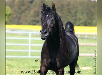 Ägyptischer Araber, Hengst, 9 Jahre, 156 cm, Rappe
