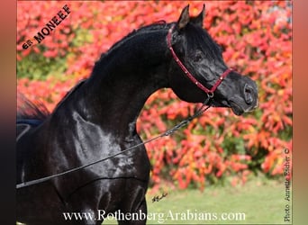 Ägyptischer Araber, Hengst, 9 Jahre, 156 cm, Rappe