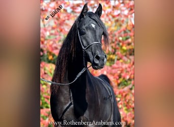 Arabo Egiziano, Stallone, 10 Anni, 156 cm, Morello