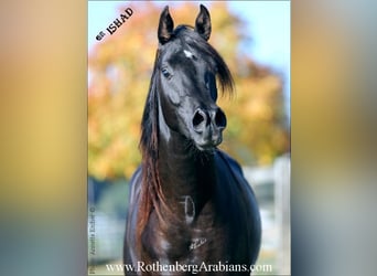 Egipski koń arabski, Ogier, 8 lat, 156 cm, Kara