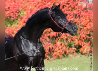 Egipski koń arabski, Ogier, 8 lat, 156 cm, Kara