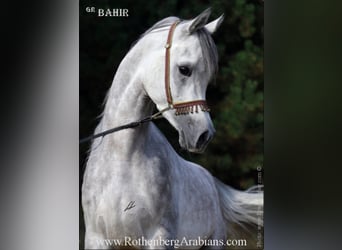 Egipski koń arabski, Ogier, 16 lat, Kara