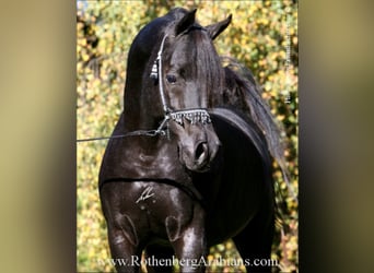 Egipski koń arabski, Ogier, 16 lat, Kara