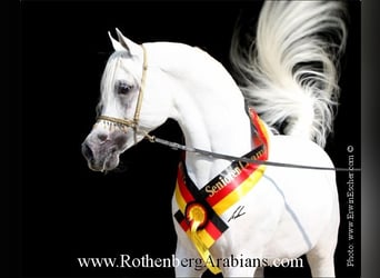 Egipski koń arabski, Ogier, 5 lat, 150 cm, Kara