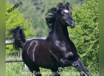 Straight Egyptian, Stallion, 8 years, 15.1 hh, Black