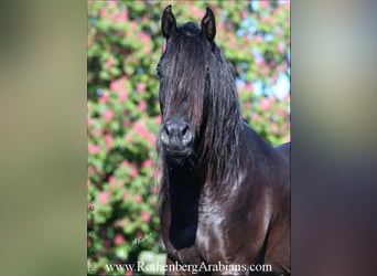 Straight Egyptian, Stallion, 8 years, 15.1 hh, Black