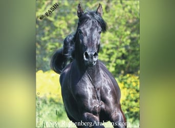 Straight Egyptian, Stallion, 5 years, 14.2 hh, Black