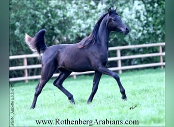 Ägyptischer Araber, Hengst, 2 Jahre, 157 cm, Rappe