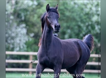 Ägyptischer Araber, Hengst, 2 Jahre, 157 cm, Rappe