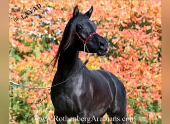 Arabo Egiziano, Stallone, 2 Anni, 157 cm, Morello