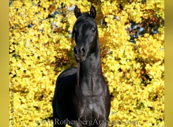 Purosangue arabo, Stallone, 3 Anni, 157 cm, Morello