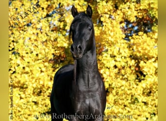 Straight Egyptian, Stallion, 2 years, 15,1 hh, Black