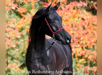 Straight Egyptian, Stallion, 2 years, 15,1 hh, Black