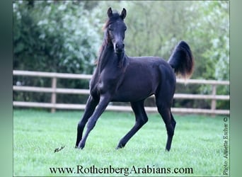 Vollblutaraber, Hengst, 2 Jahre, 157 cm, Rappe