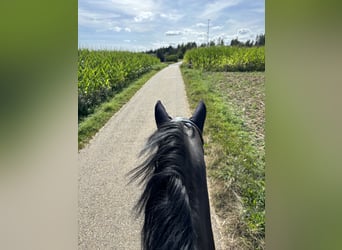 Reit- oder Pflegebeteiligung