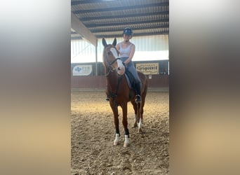 Reitbeteildigung gesucht ~ Reiter sucht Pferd