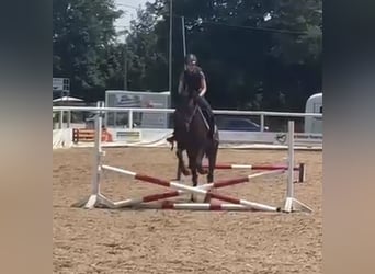 Reitbeteildigung gesucht