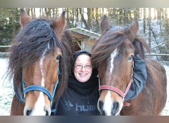 Reitbeteiligung (Reiter sucht Pferd) im südlichen hamburger Umland gesucht
