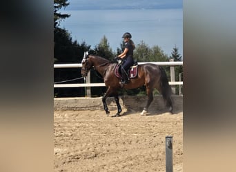 Reitbeteiligung ab Sommer gesucht