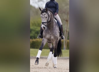 Reitbeteiligung an Dressurpferd gesucht