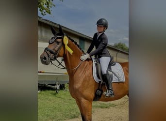 Reitbeteiligung an Pferdchen