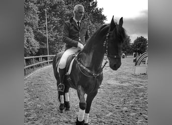 Reitbeteiligung auf Dressurpferd gesucht