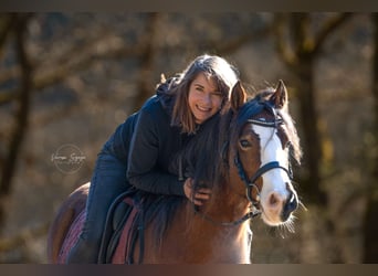 Reitbeteiligung auf sportlichem Reitpony zu vergeben