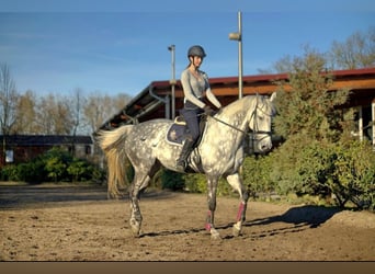 Reitbeteiligung auf Sportpferd gesucht 