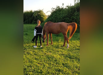 Reitbeteiligung für 14 jährige gesucht ( MsP)