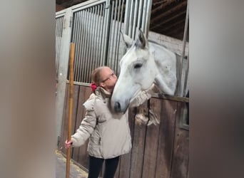 Reitbeteiligung für 14 jährige gesucht ( MsP)