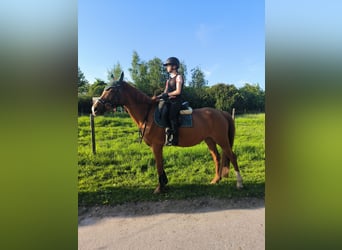 Reitbeteiligung für 14 jährige gesucht ( MsP)
