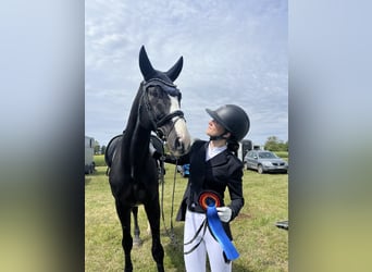 Reitbeteiligung gesucht (15 Jahre altes Mädchen)