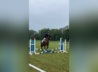 Reitbeteiligung gesucht (2 Reiter suchen 2 Pferde)
