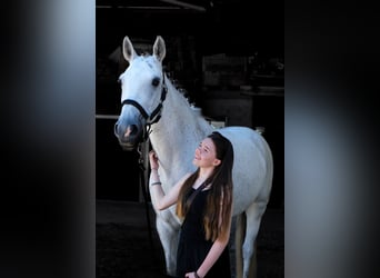 Reitbeteiligung gesucht ab Januar 2026, Raum Wädenswil, Horgen, Thalwil, Zug