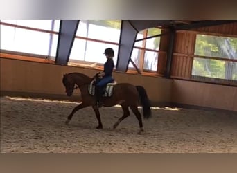 Reitbeteiligung gesucht – erfahrene Reiterin möchte wieder durchstarten