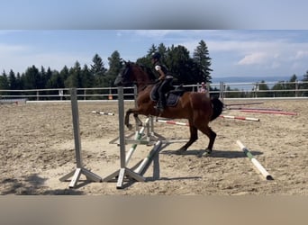 Reitbeteiligung gesucht für ein verantwortungsvolles junges Mädchen