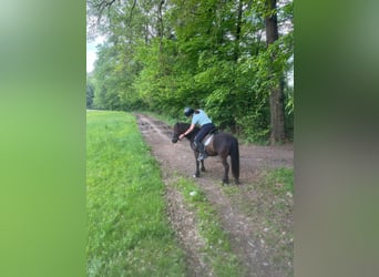 Reitbeteiligung gesucht im Umkreis Pregarten