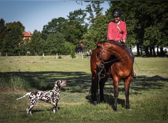 Reitbeteiligung gesucht (Mensch sucht Pferd) 