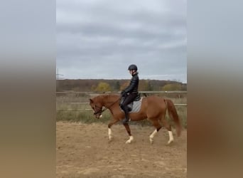Reitbeteiligung gesucht [Mensch sucht Pferd]