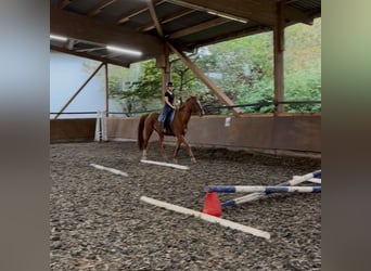 Reitbeteiligung gesucht (Mensch sucht Pferd)