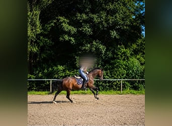 Reitbeteiligung gesucht (MsP)