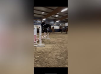 Reitbeteiligung gesucht (MsP)