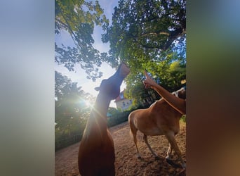 Reitbeteiligung gesucht Reiter sucht Pferd
