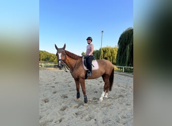 Reitbeteiligung gesucht - Reiterin sucht Pferd