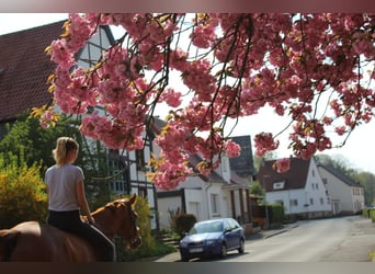 Reitbeteiligung gesucht (Reiterin sucht Pferd)