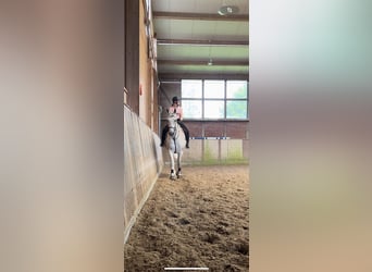 Reitbeteiligung gesucht (RsP)