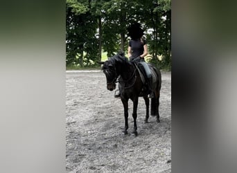 Reitbeteiligung gesucht (RsP)