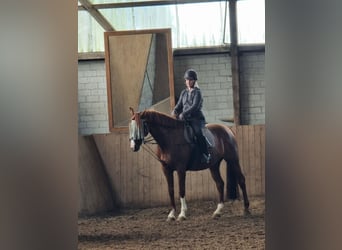 Reitbeteiligung gesucht (RsP)