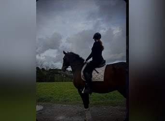 Reitbeteiligung gesucht (RsP)